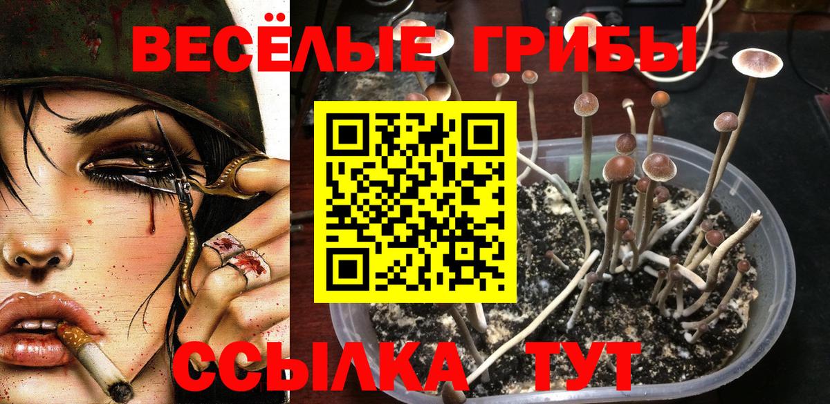 Псилоцибиновые грибы Cubensis Новокубанск